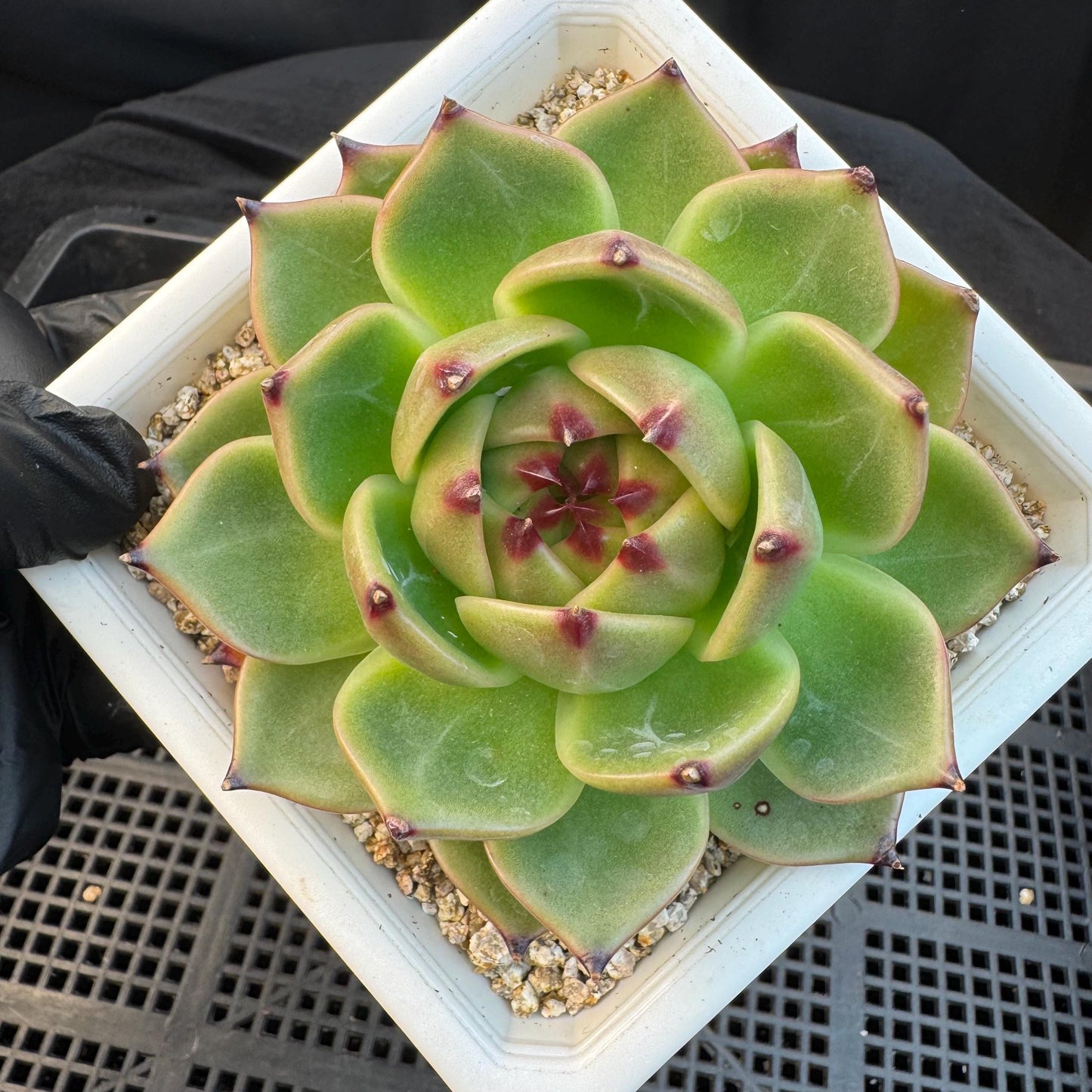 Echeveria ' super blue dragon ', single head, 4.0inches, S28