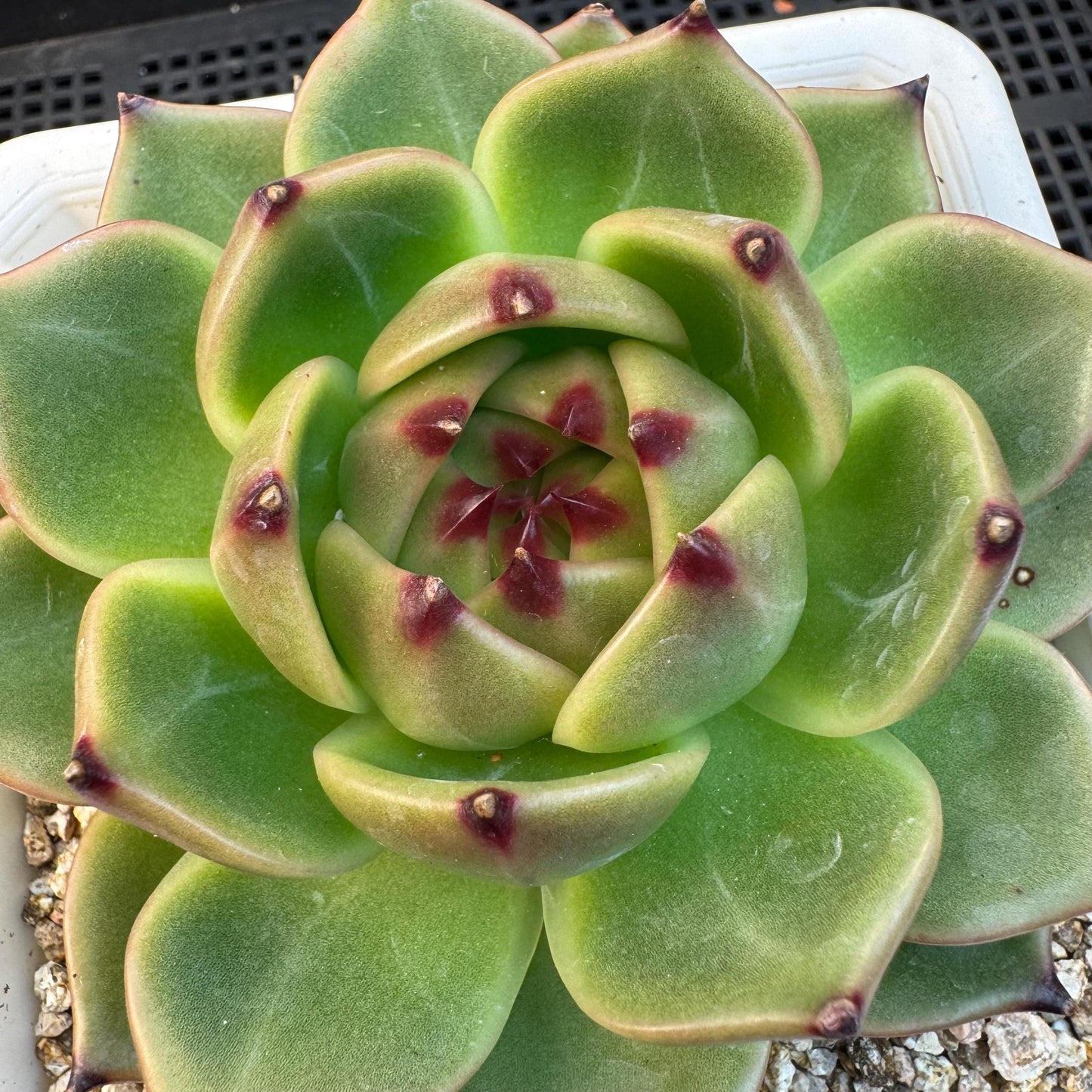 Echeveria ' super blue dragon ', single head, 4.0inches, S28