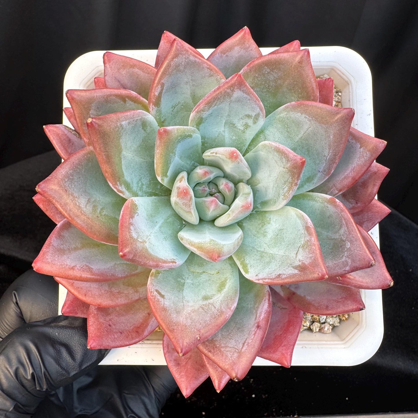 Echeveria ' sugar queen ', single head, 4.3inches, S30