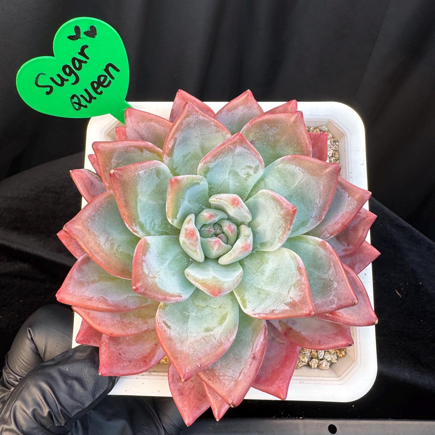 Echeveria ' sugar queen ', single head, 4.3inches, S30