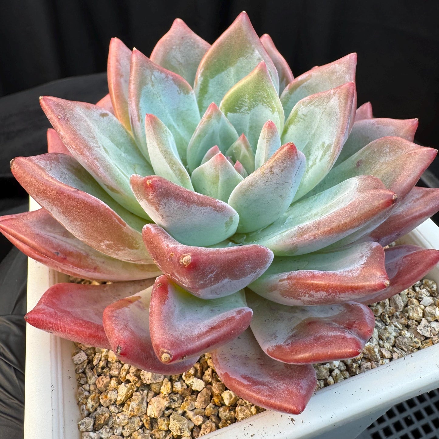 Echeveria ' sugar queen ', single head, 4.3inches, S30