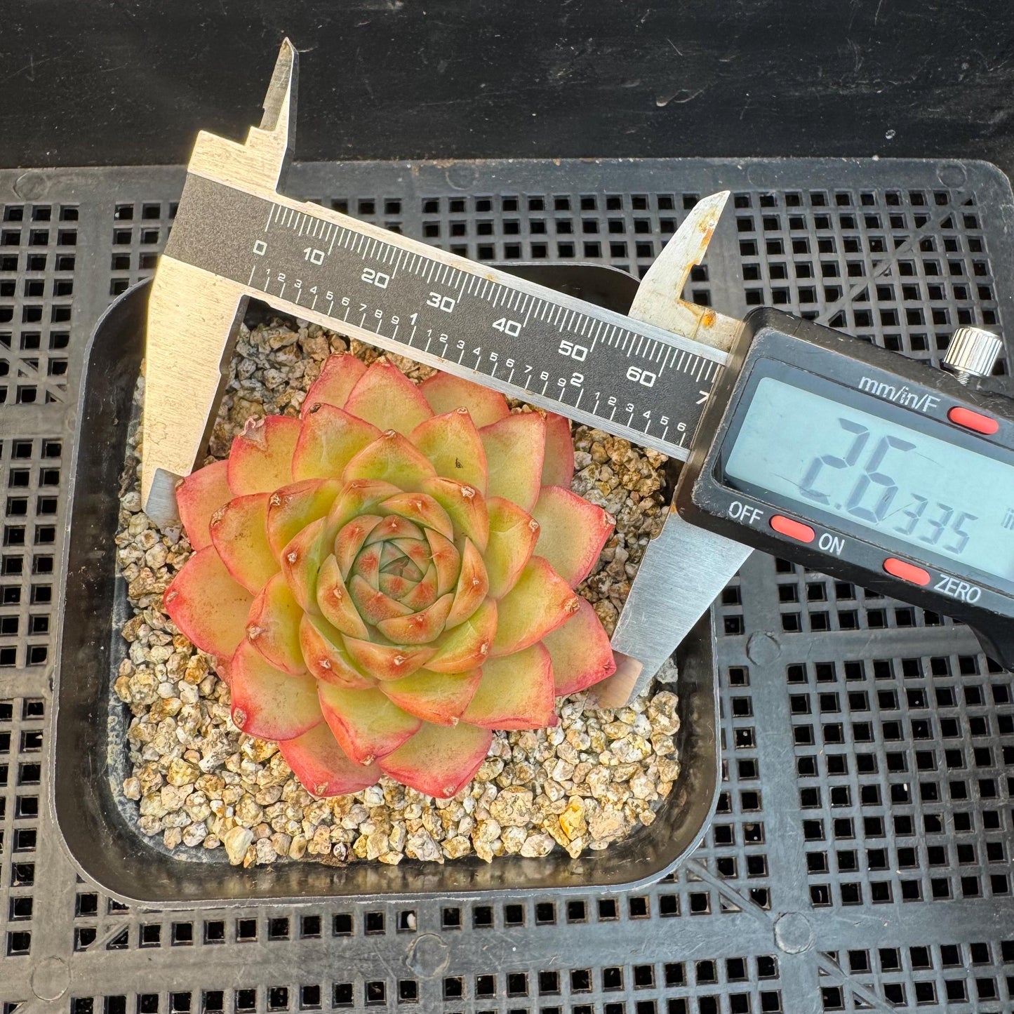 Echeveria ' star light', single head, 2.6inches, S21