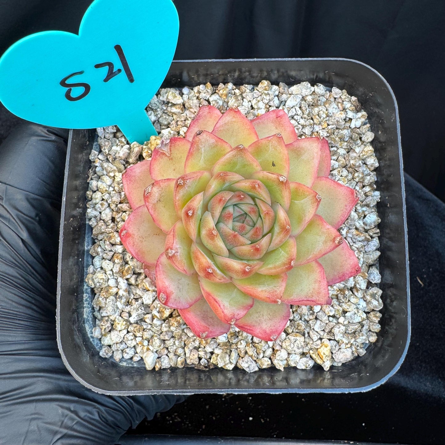 Echeveria ' star light', single head, 2.6inches, S21