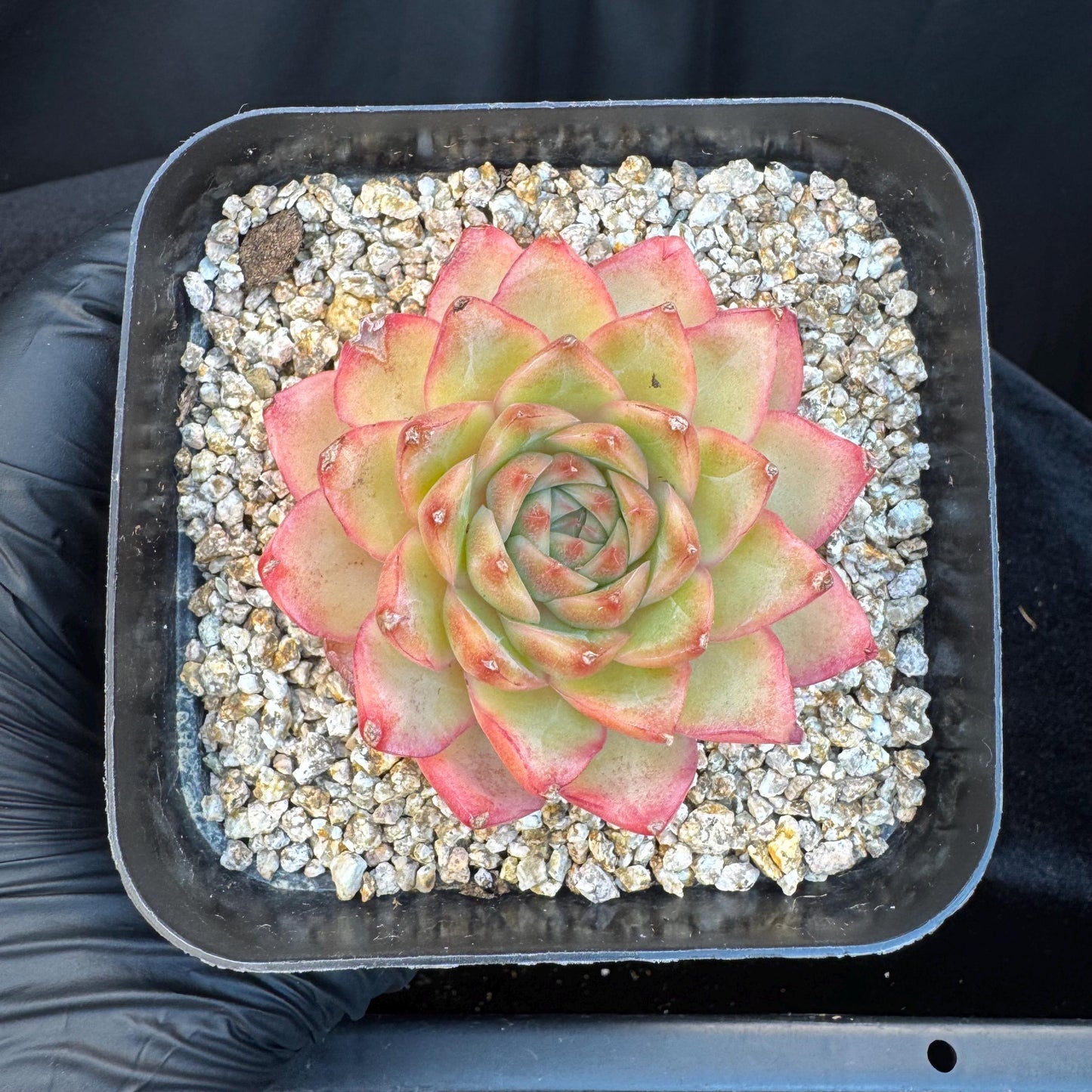 Echeveria ' star light', single head, 2.6inches, S21