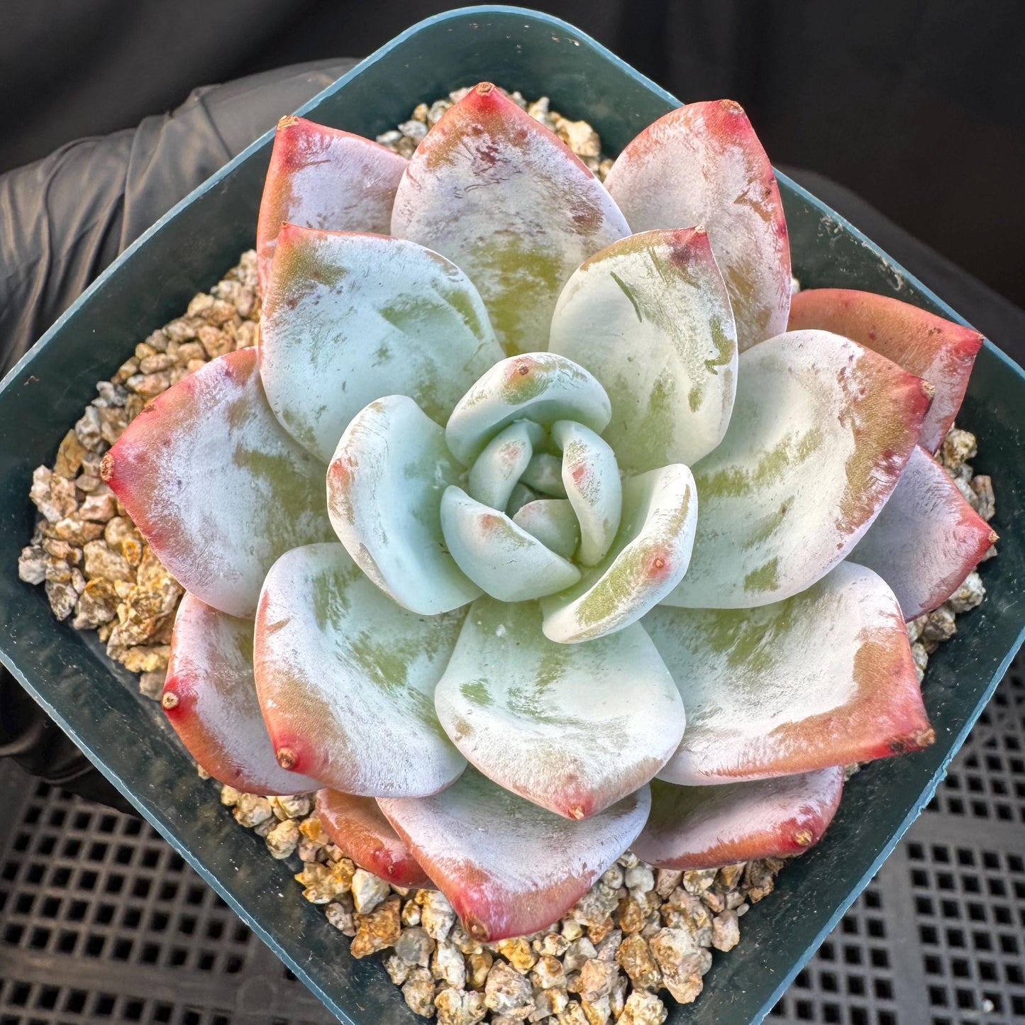 Echeveria ' Laui Hybrid', single head, 2.7inches, S23