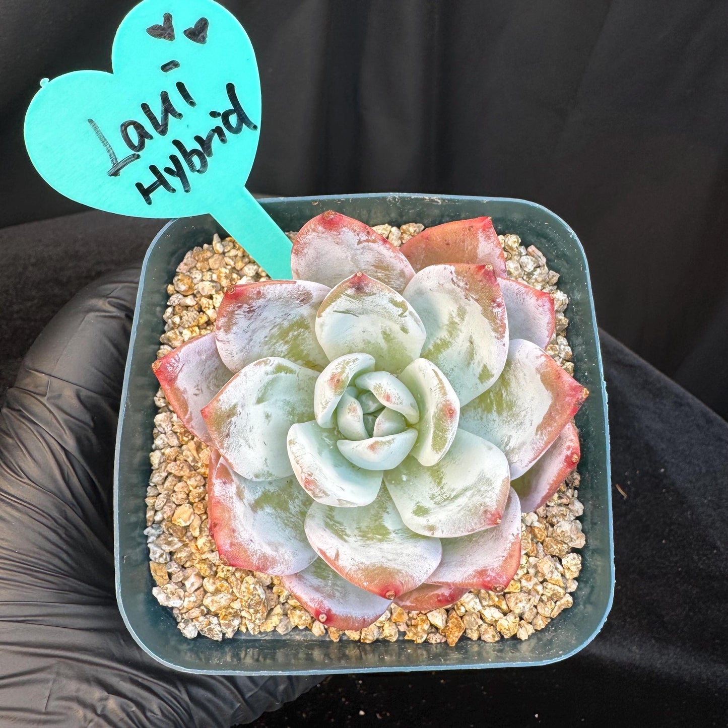 Echeveria ' Laui Hybrid', single head, 2.7inches, S23