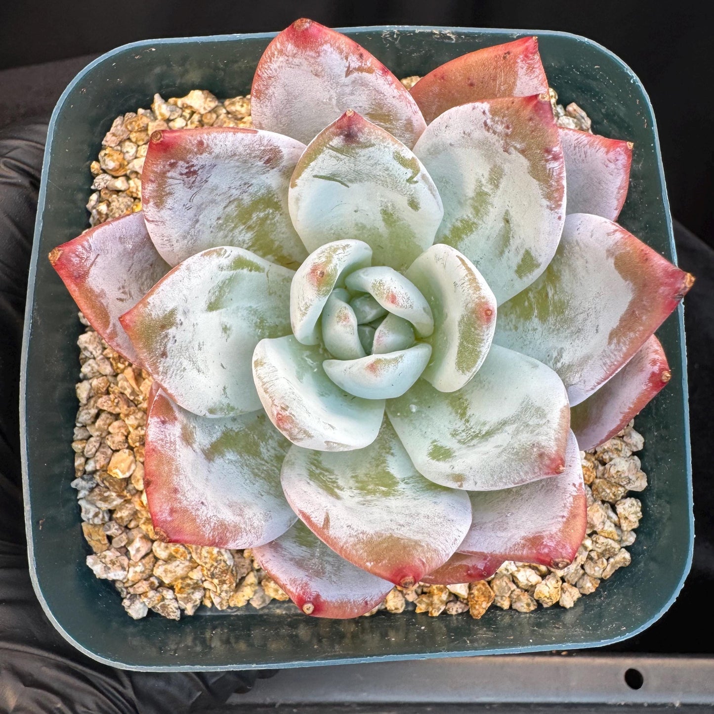 Echeveria ' Laui Hybrid', single head, 2.7inches, S23