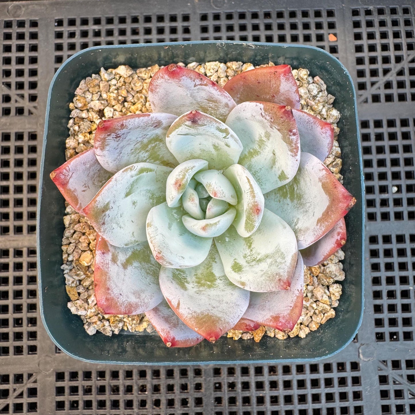 Echeveria ' Laui Hybrid', single head, 2.7inches, S23