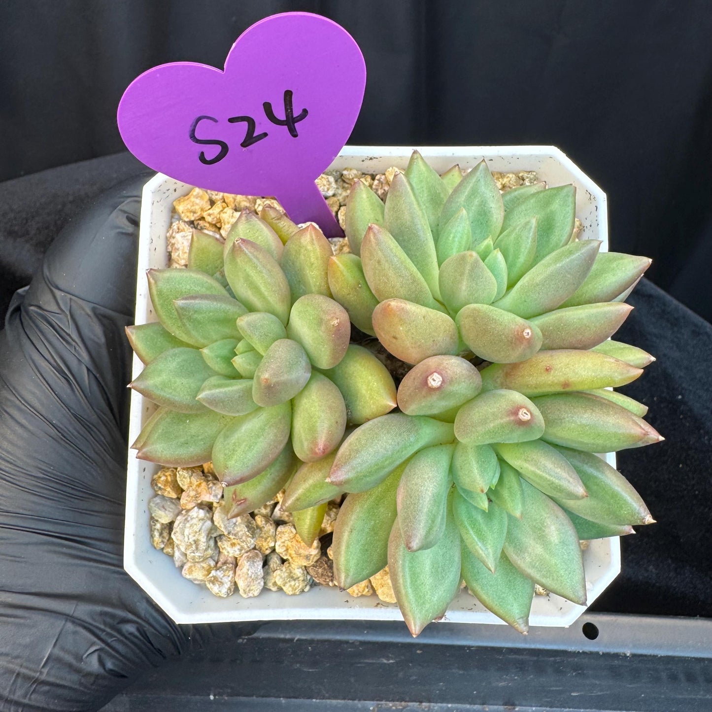 Echeveria ' pachypodium mikea', single head, 3.8inches, S24
