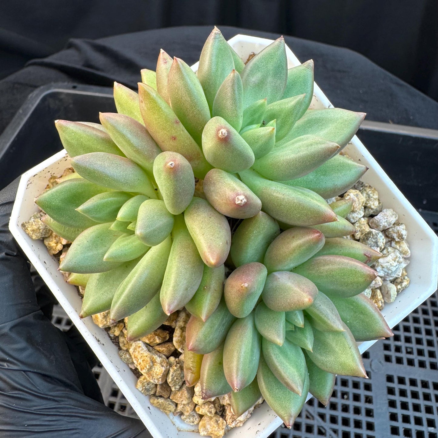 Echeveria ' pachypodium mikea', single head, 3.8inches, S24
