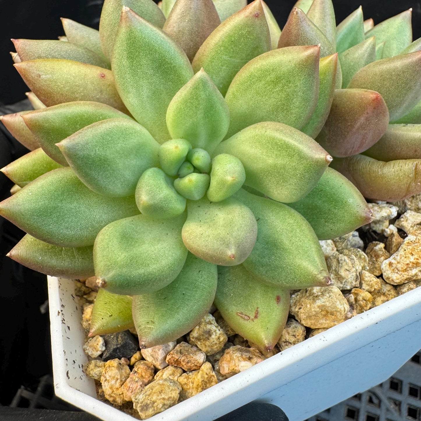 Echeveria ' pachypodium mikea', single head, 3.8inches, S24