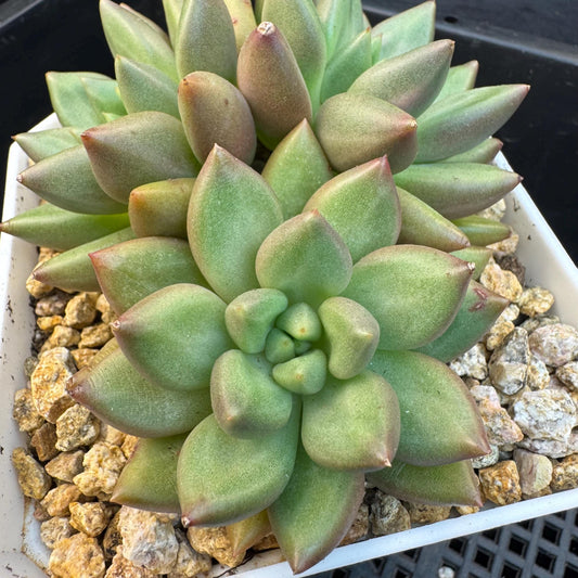 Echeveria ' pachypodium mikea', single head, 3.8inches, S24