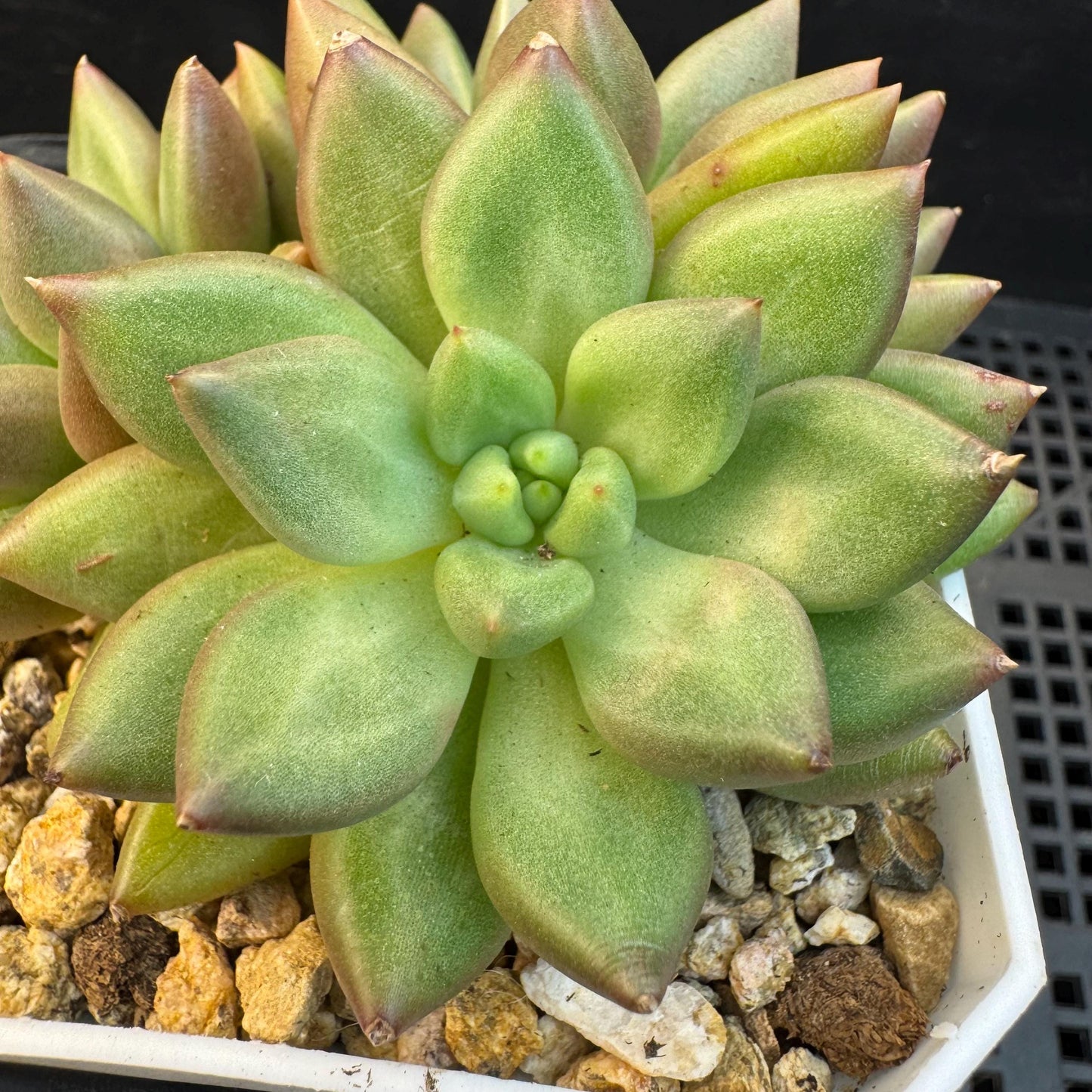 Echeveria ' pachypodium mikea', single head, 3.8inches, S24