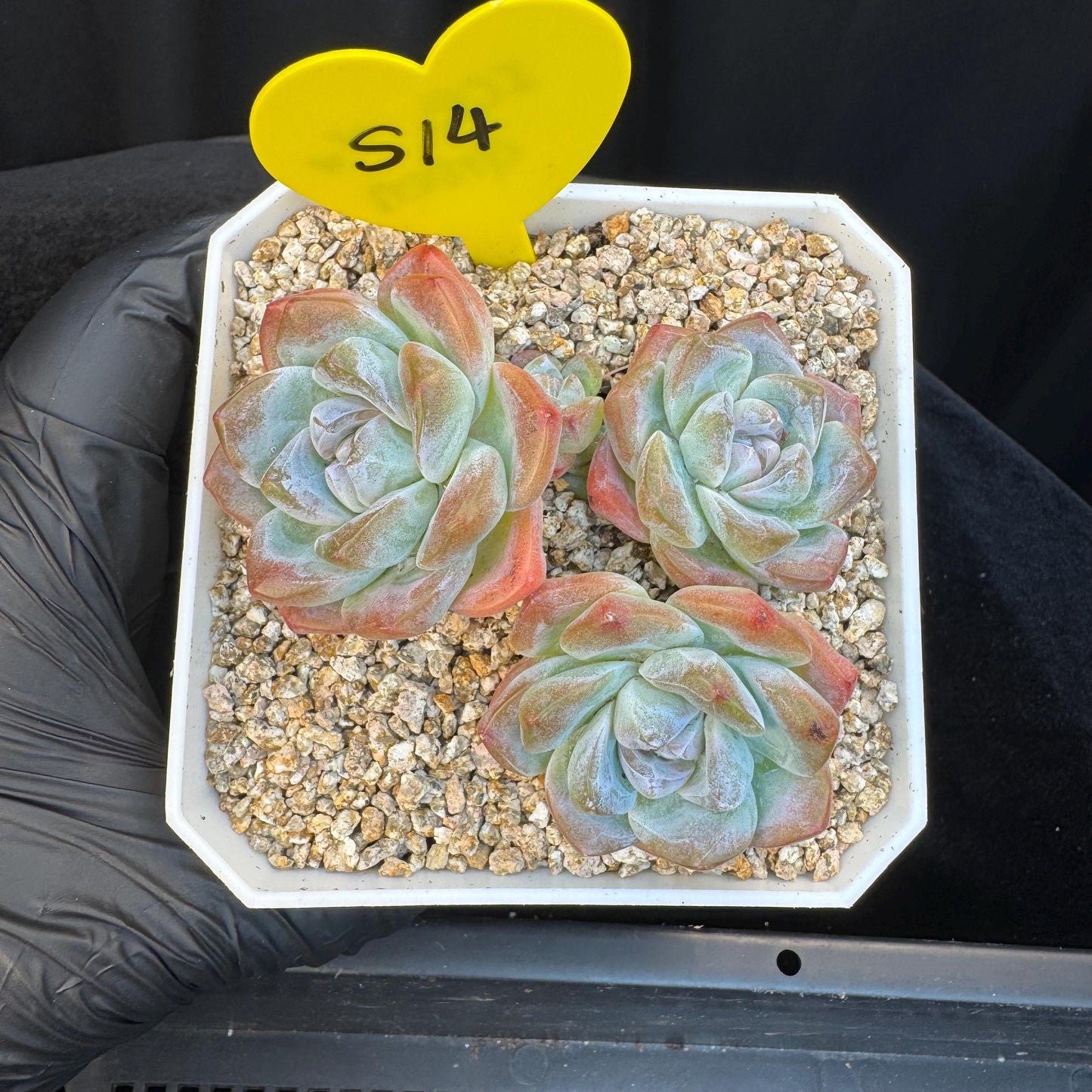 Echeveria ' ice green' cluster, 3.5inches, S14