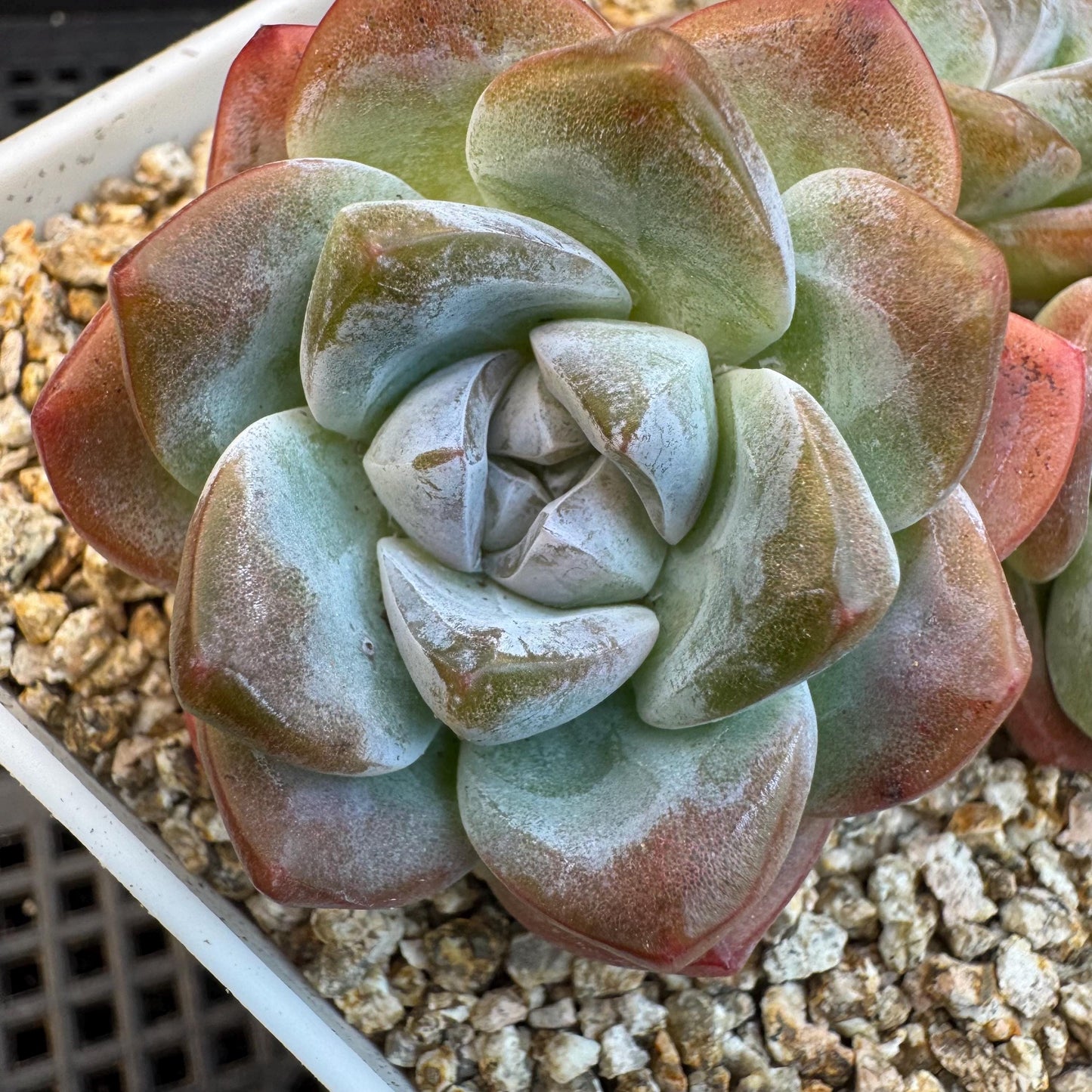 Echeveria ' ice green' cluster, 3.5inches, S14