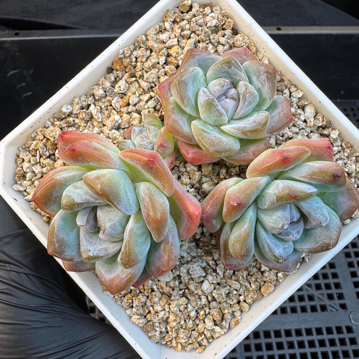 Echeveria ' ice green' cluster, 3.5inches, S14