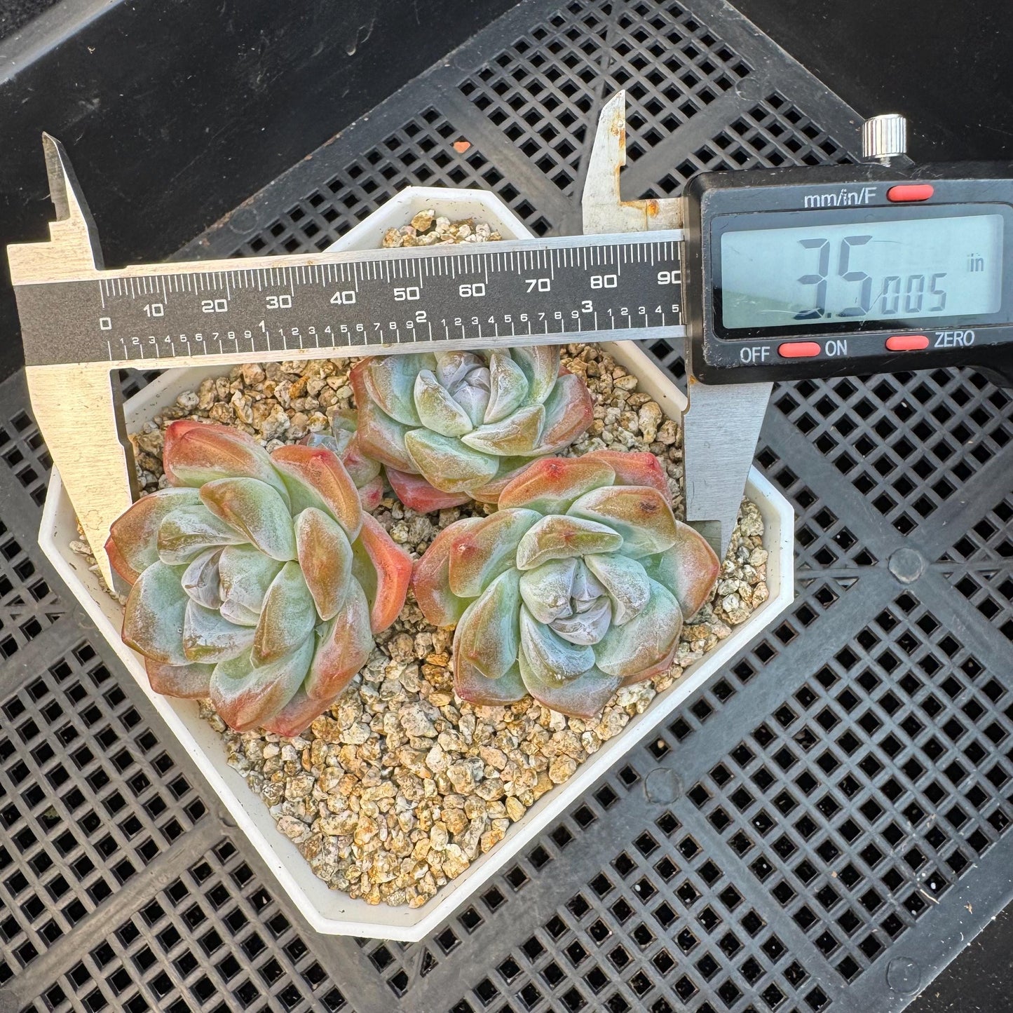 Echeveria ' ice green' cluster, 3.5inches, S14