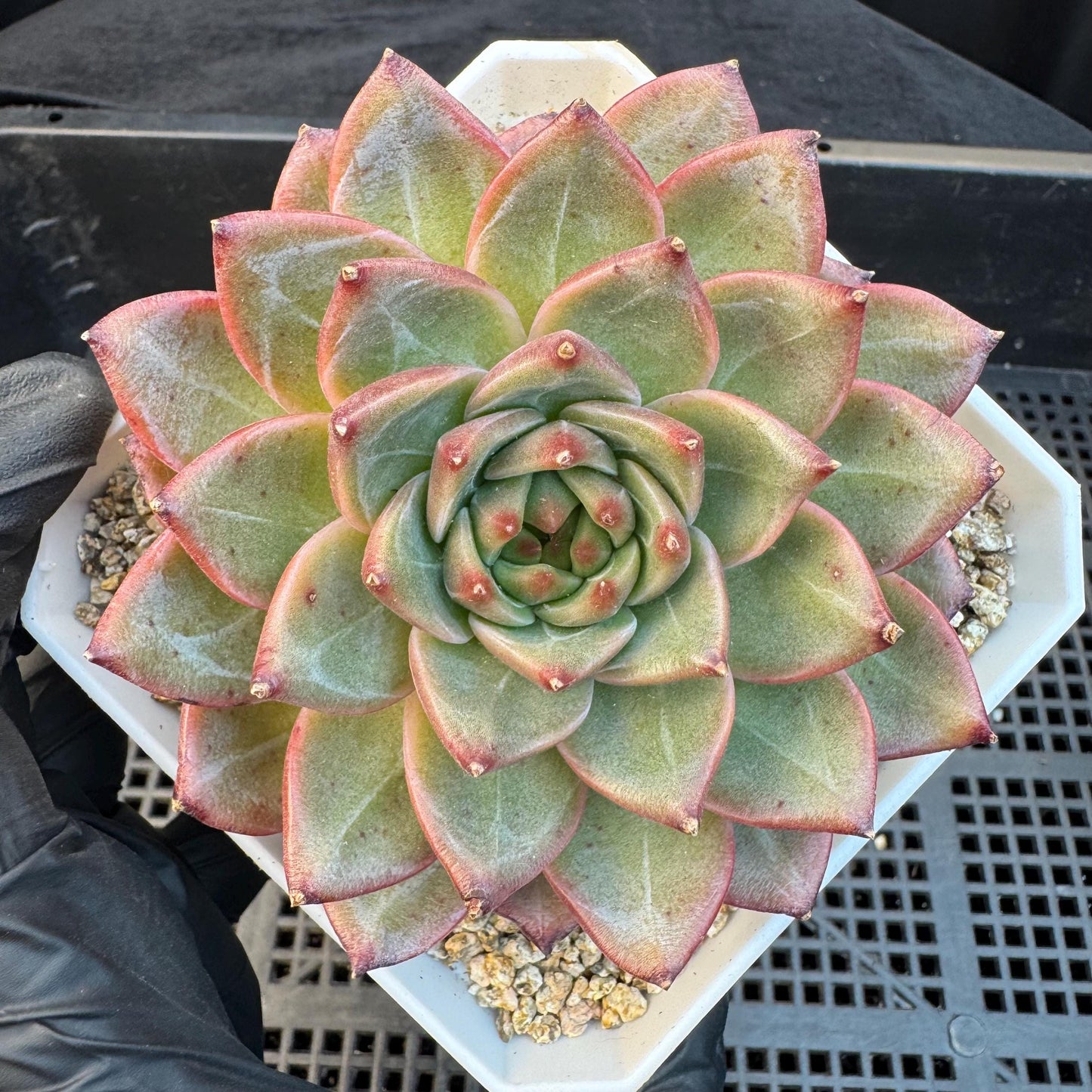 Echeveria ' magic cauldron', single head, 3.7inches, S22