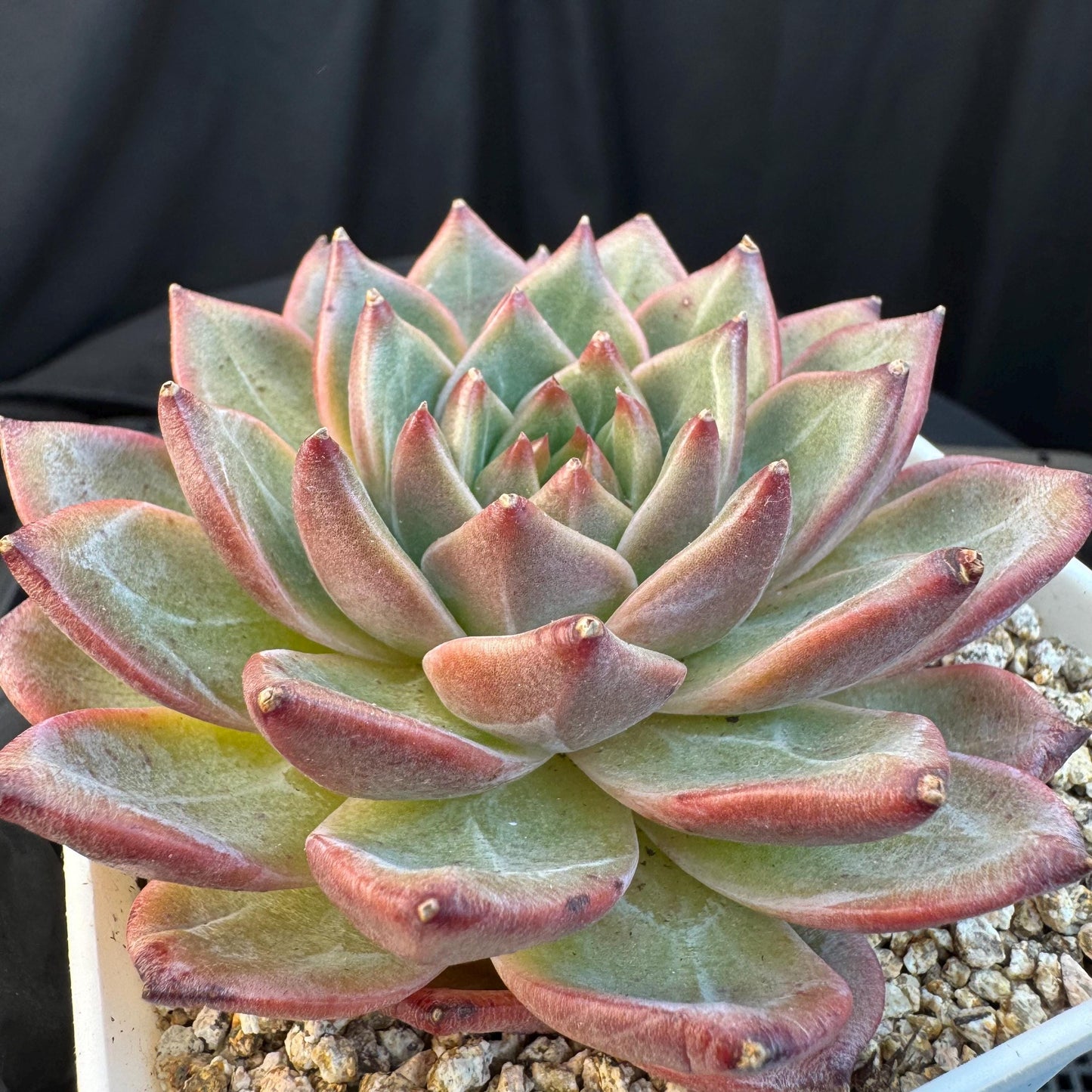 Echeveria ' magic cauldron', single head, 3.7inches, S22