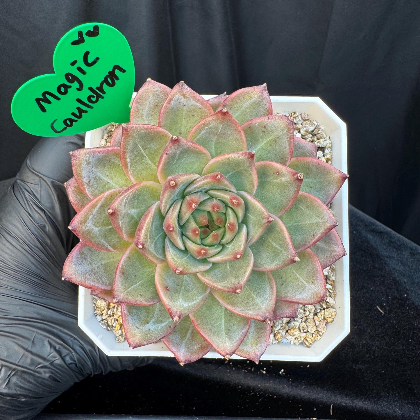 Echeveria ' magic cauldron', single head, 3.7inches, S22