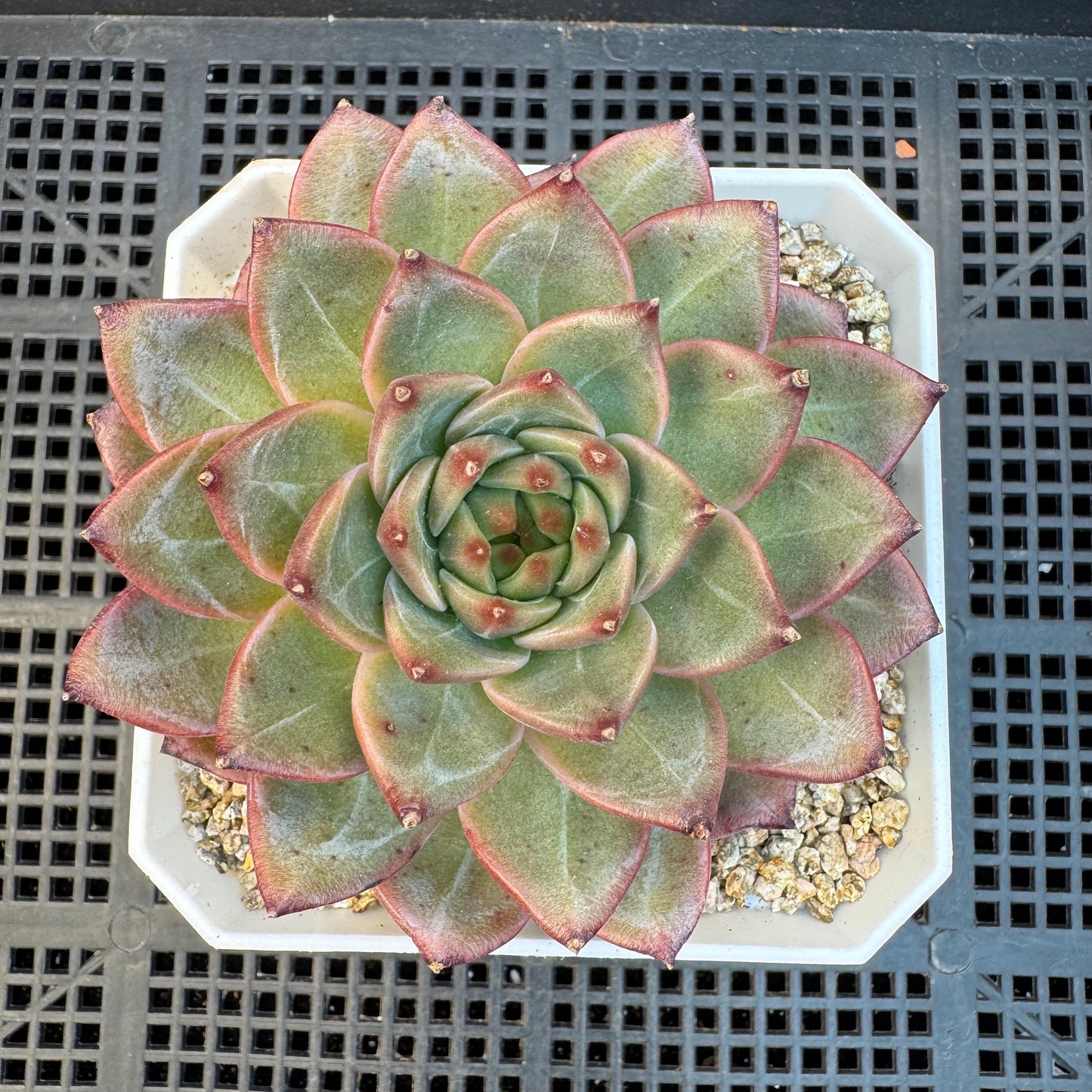 Echeveria ' magic cauldron', single head, 3.7inches, S22
