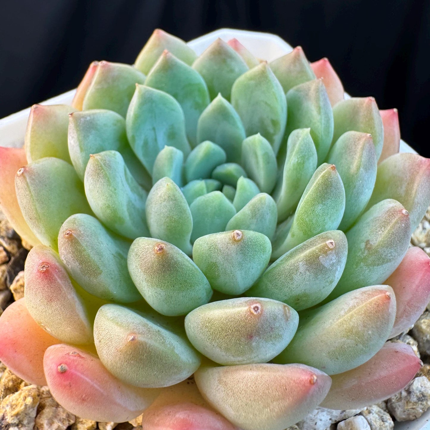 Echeveria ' white snow orchid', single head, 2.9inches, S16