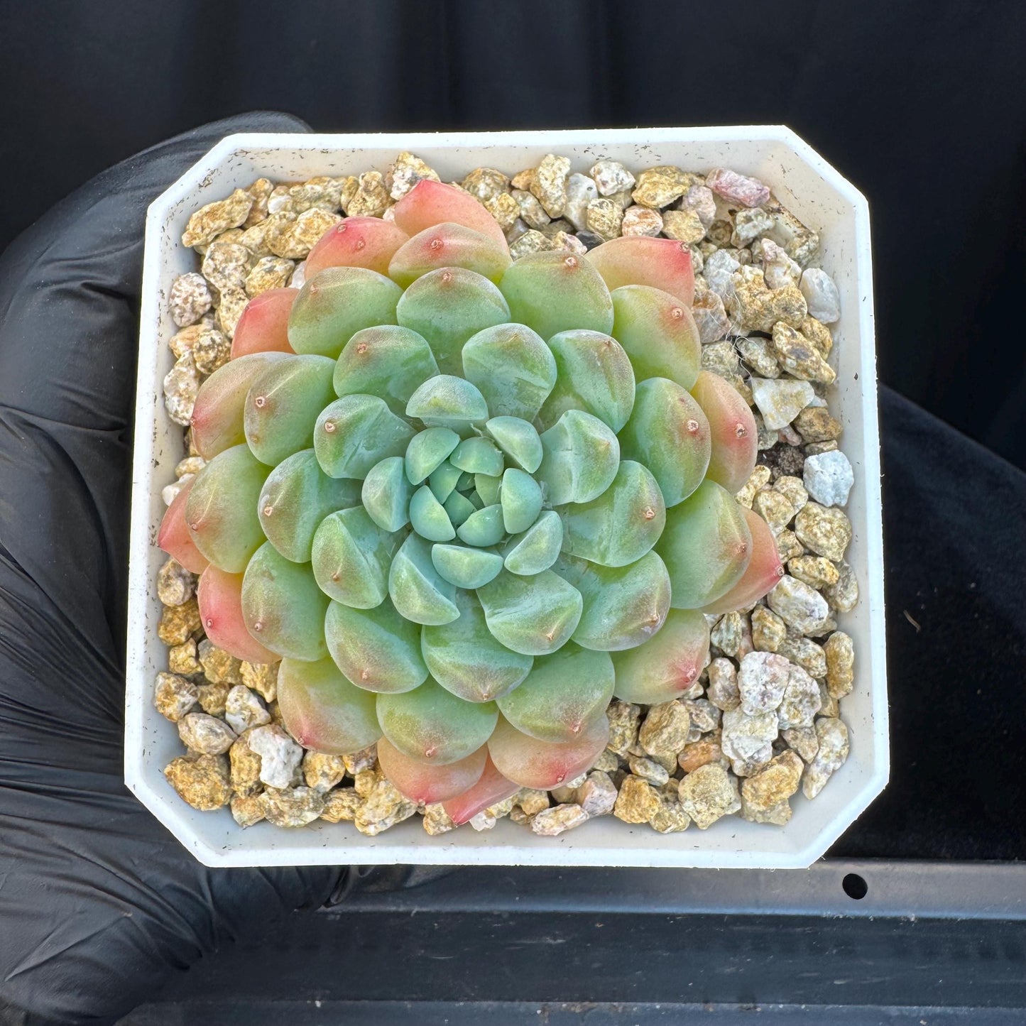 Echeveria ' white snow orchid', single head, 2.9inches, S16