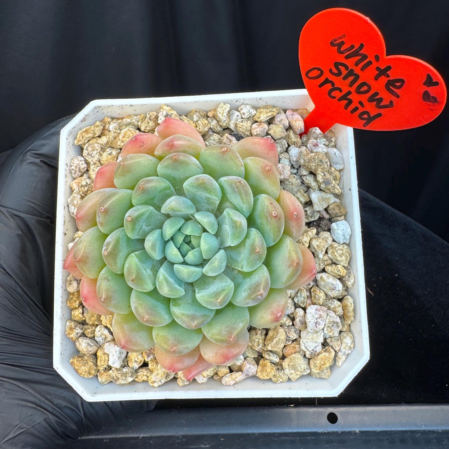 Echeveria ' white snow orchid', single head, 2.9inches, S16