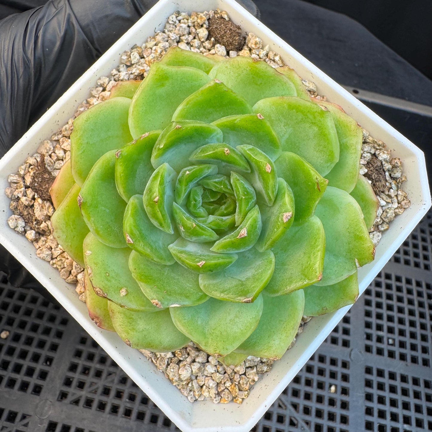 Echeveria ' green baby', single head, 3.4inches, S19