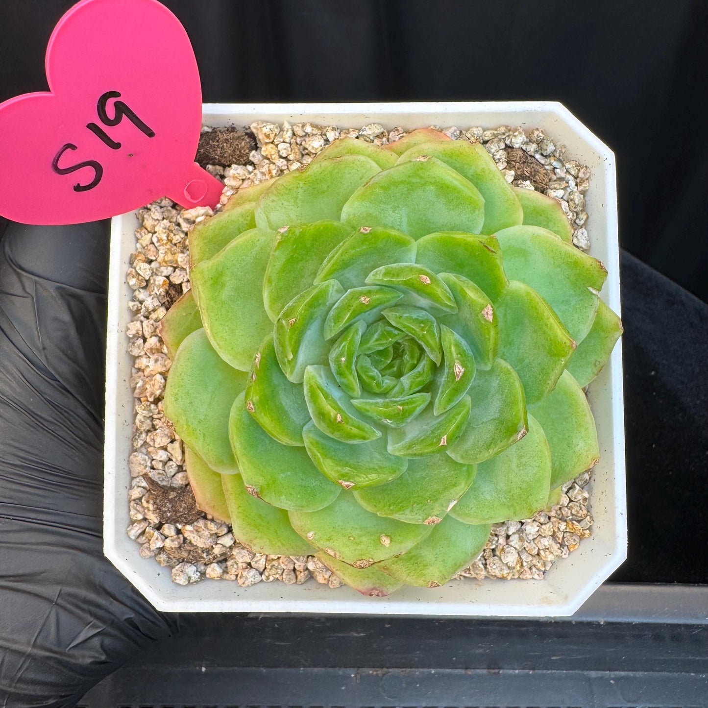 Echeveria ' green baby', single head, 3.4inches, S19