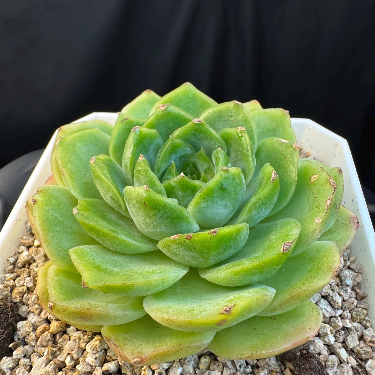 Echeveria ' green baby', single head, 3.4inches, S19