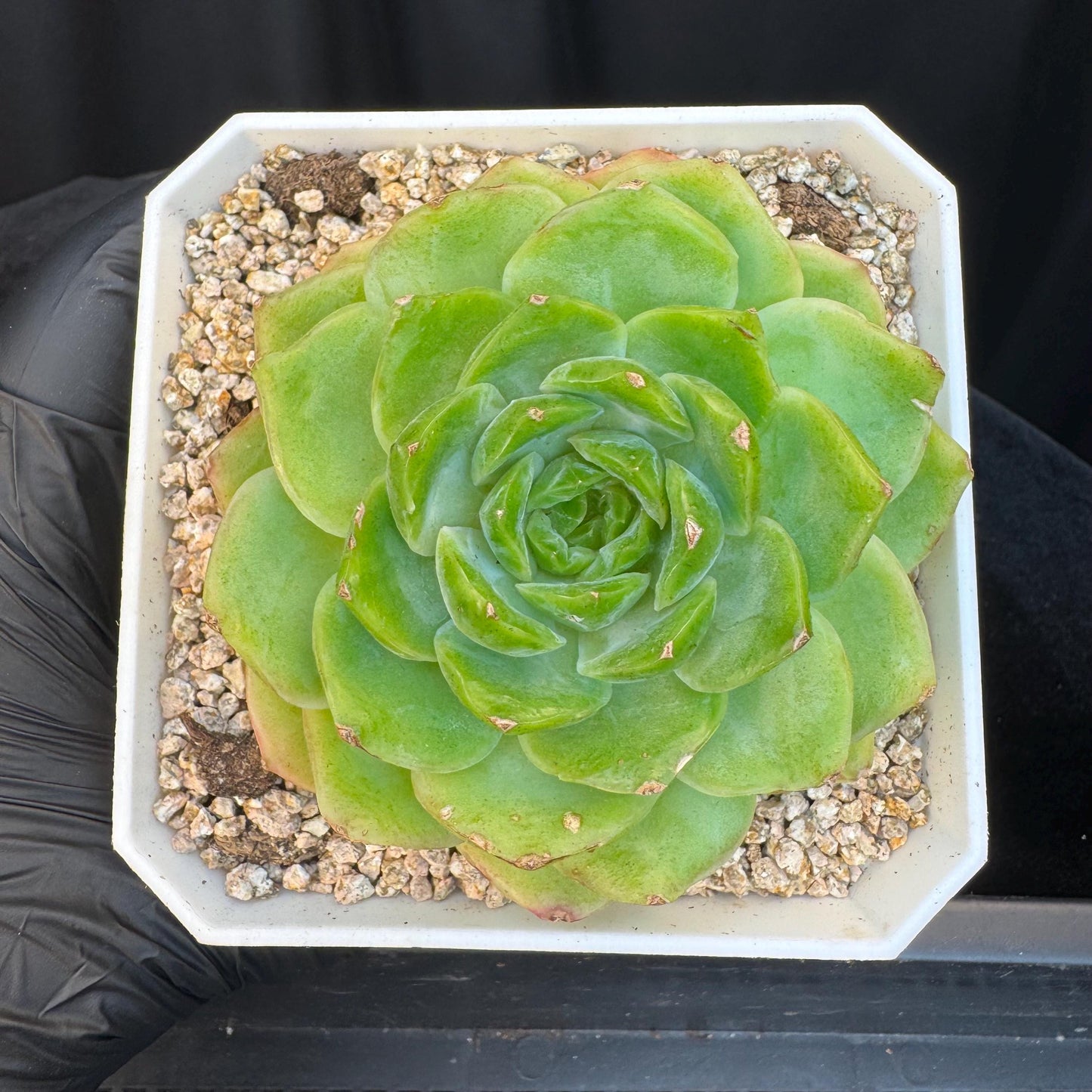 Echeveria ' green baby', single head, 3.4inches, S19