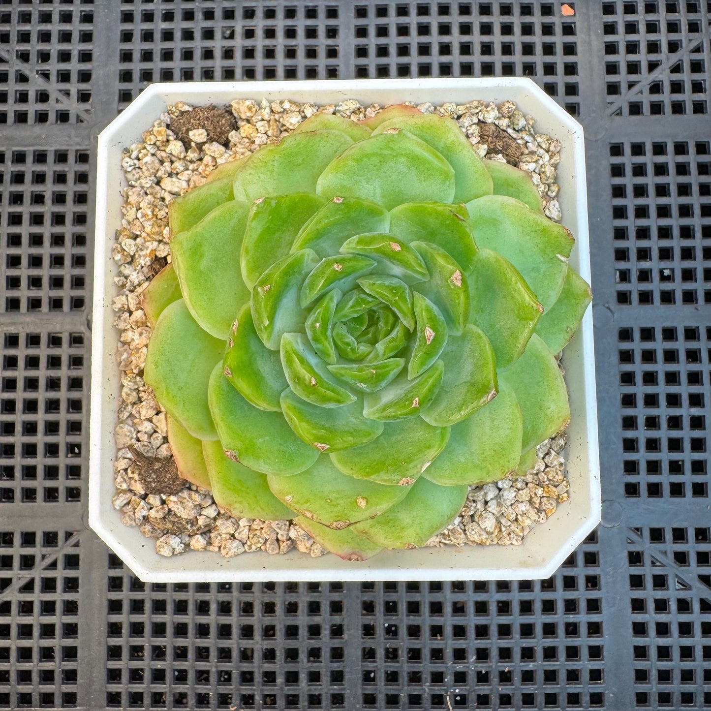 Echeveria ' green baby', single head, 3.4inches, S19