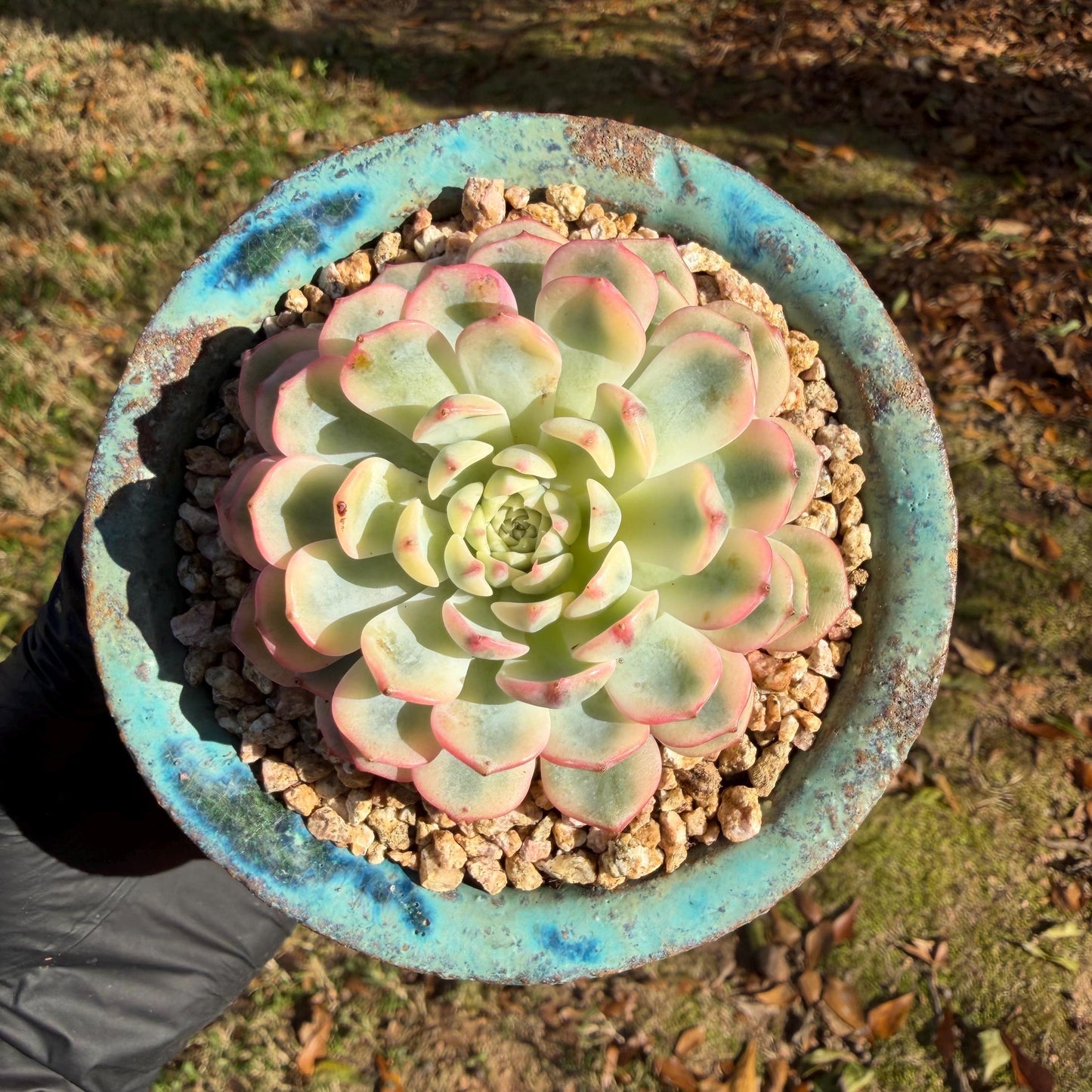 Echeveria  ‘Minima variegated', 2.7inches, L10