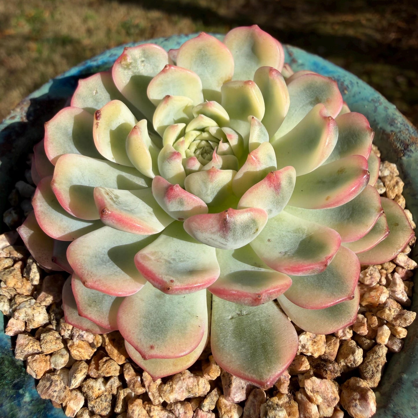 Echeveria  ‘Minima variegated', 2.7inches, L10