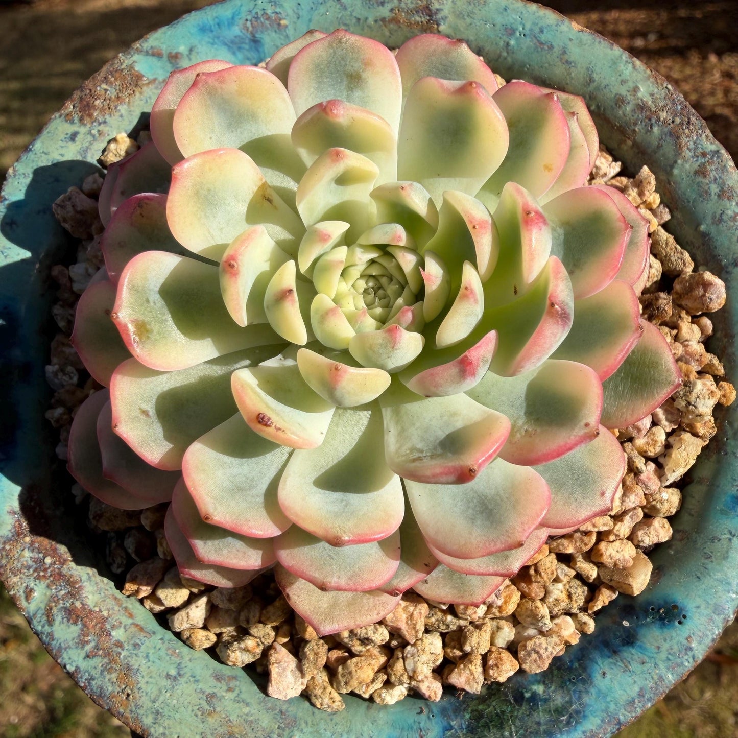Echeveria  ‘Minima variegated', 2.7inches, L10