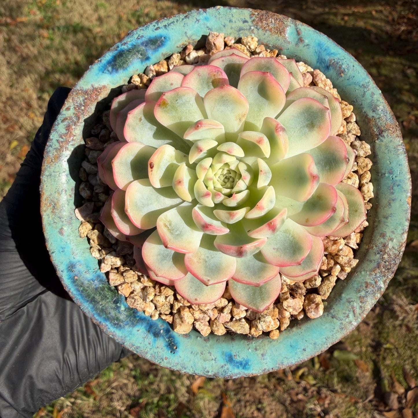Echeveria  ‘Minima variegated', 2.7inches, L10