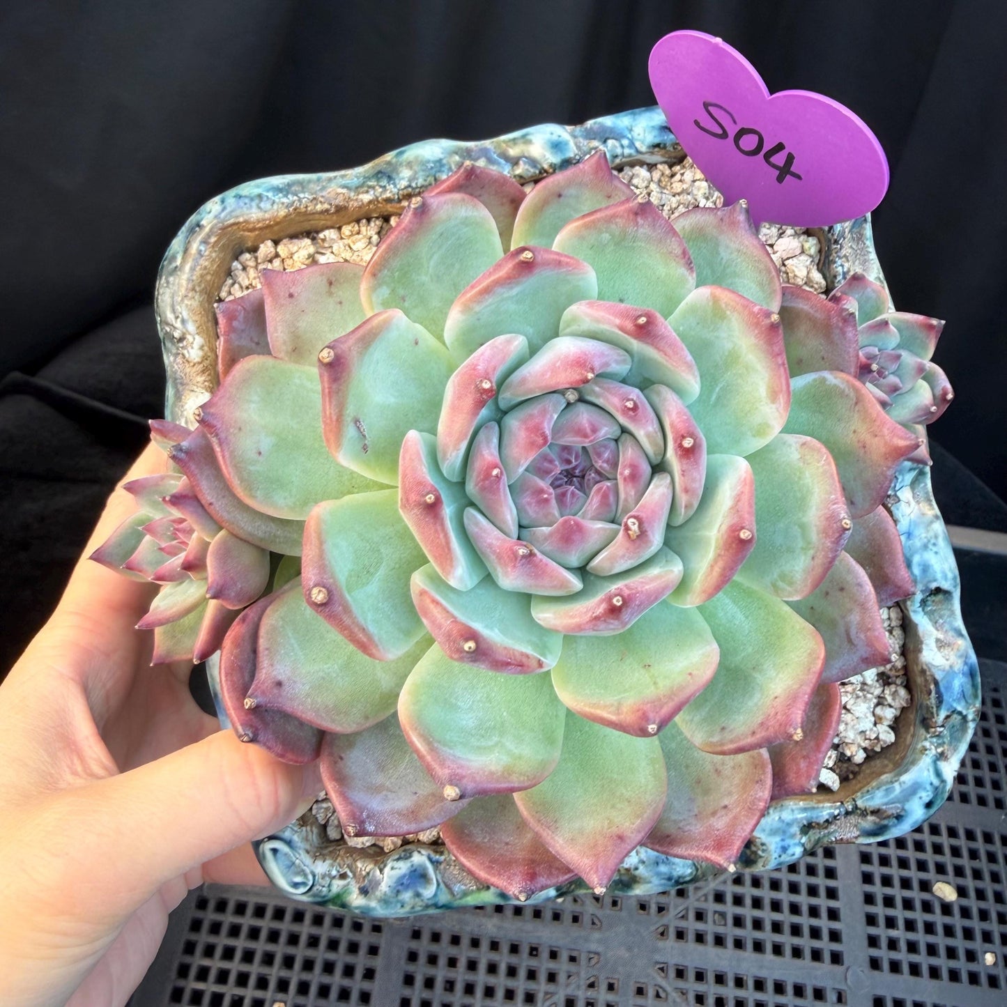 Echeveria ' Red Latam', a big head with 2small babies , 5.5inches, S04