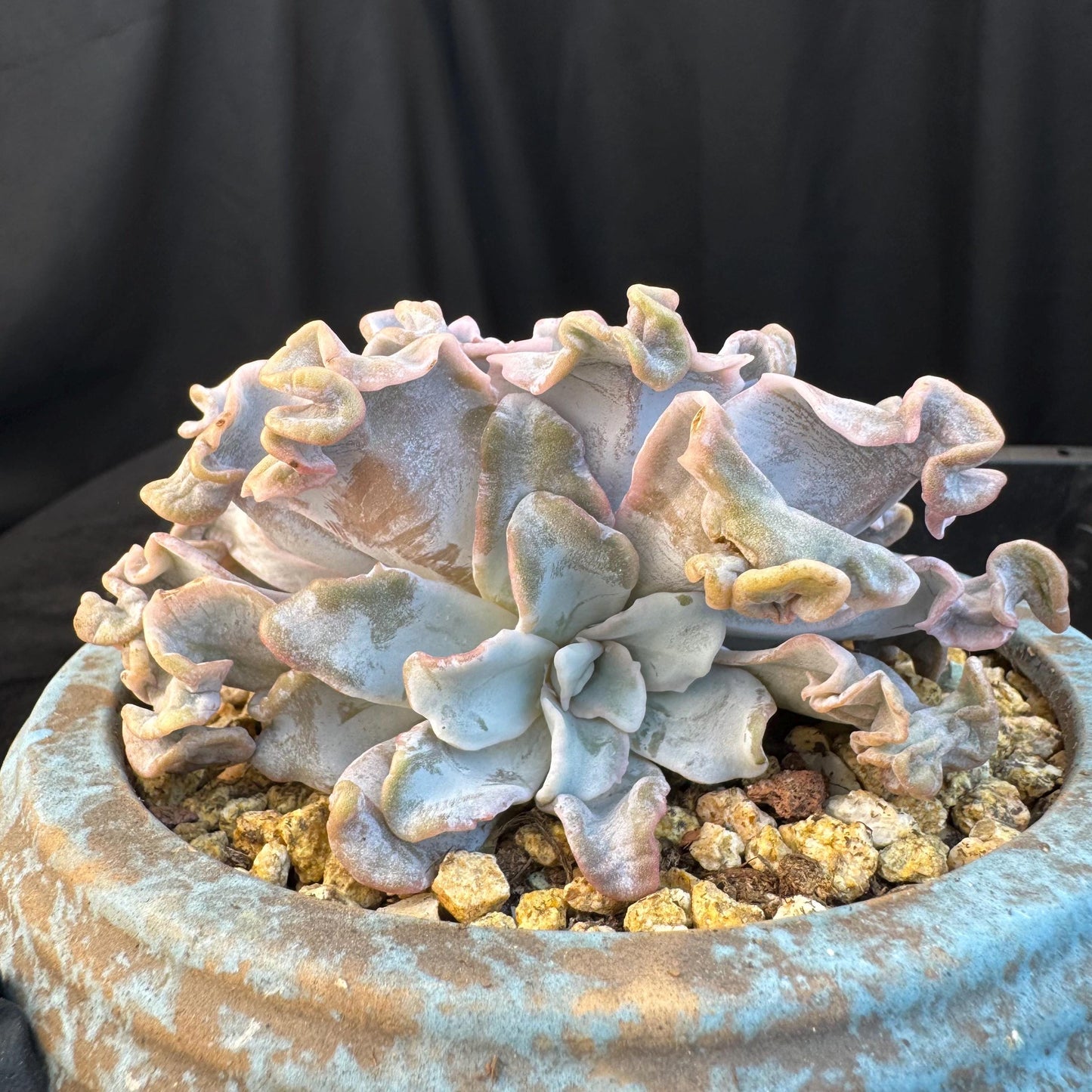 Echeveria ' crispate beauty ', a big head with a baby , 4.3inches, I06
