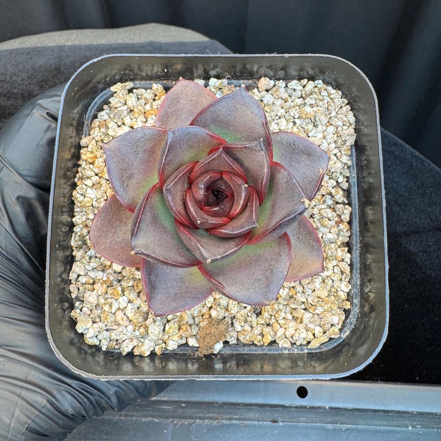 Echeveria ' glowing rose ', a single head , 2.5inches, I12