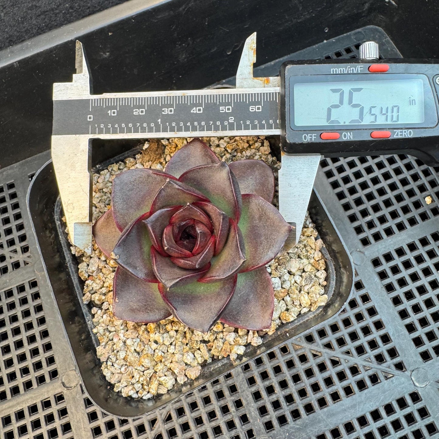 Echeveria ' glowing rose ', a single head , 2.5inches, I12