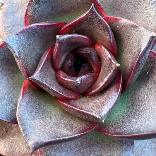 Echeveria ' glowing rose ', a single head , 2.5inches, I12