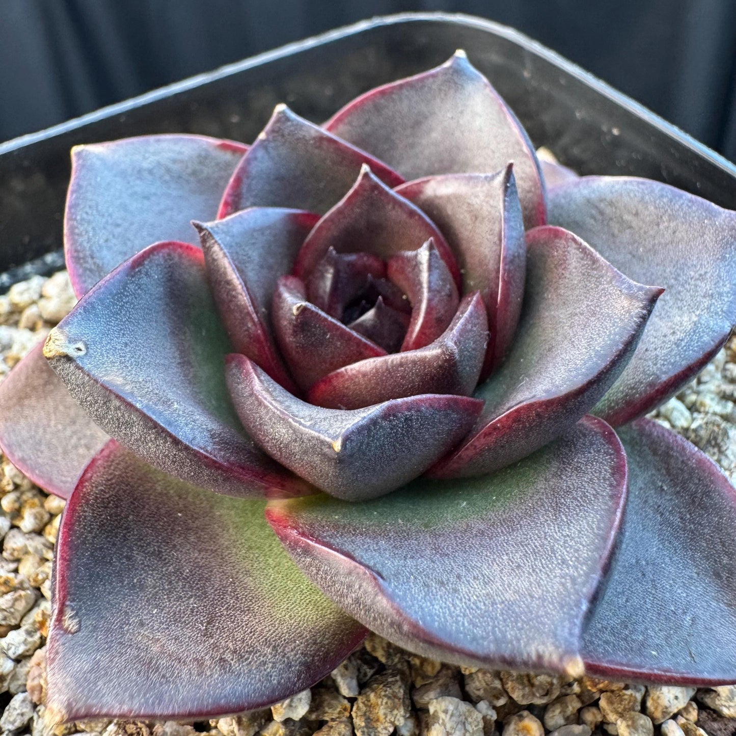 Echeveria ' glowing rose ', a single head , 2.5inches, I12