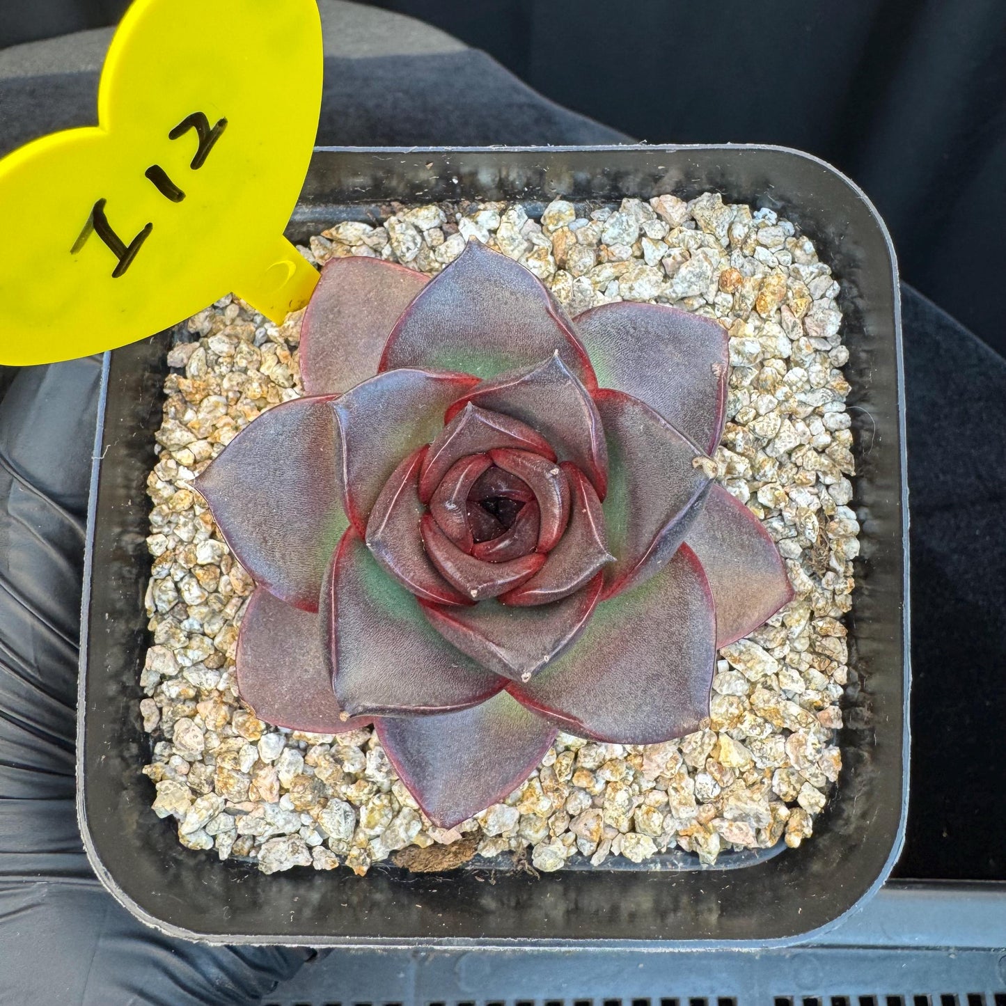 Echeveria ' glowing rose ', a single head , 2.5inches, I12