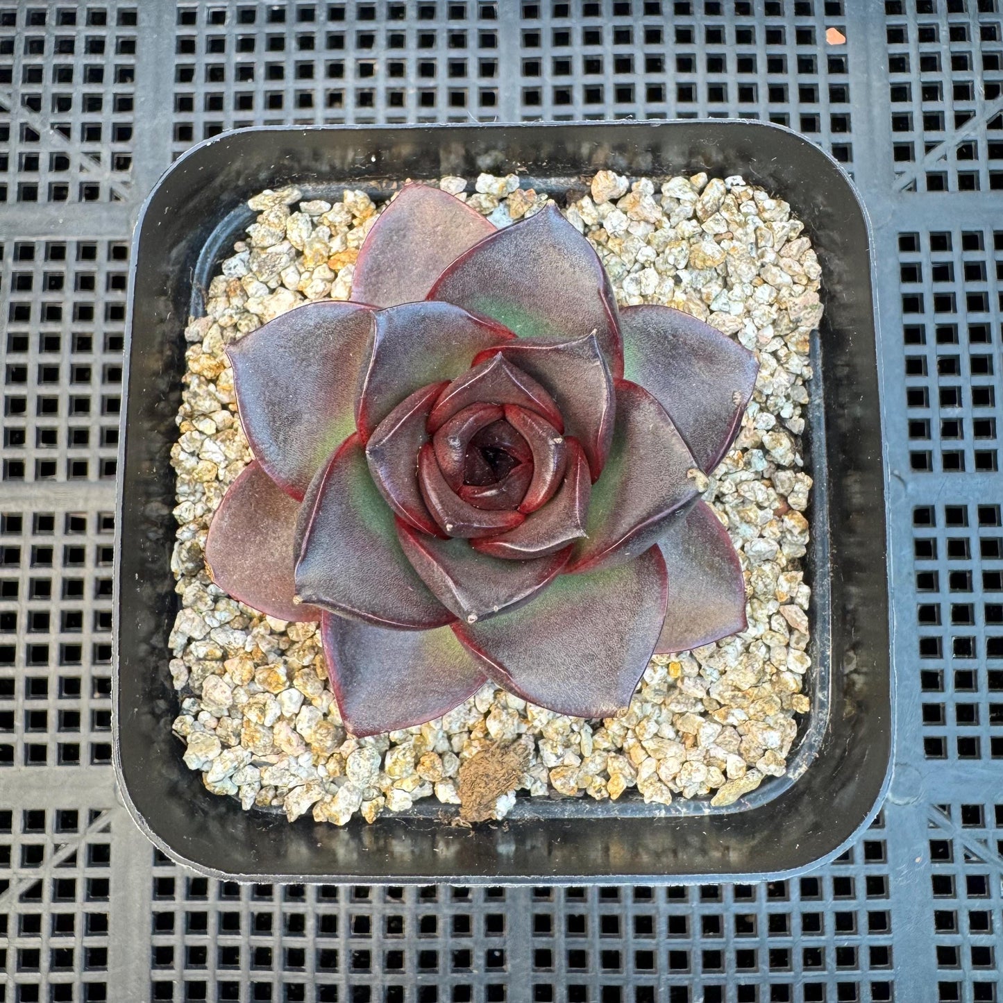 Echeveria ' glowing rose ', a single head , 2.5inches, I12
