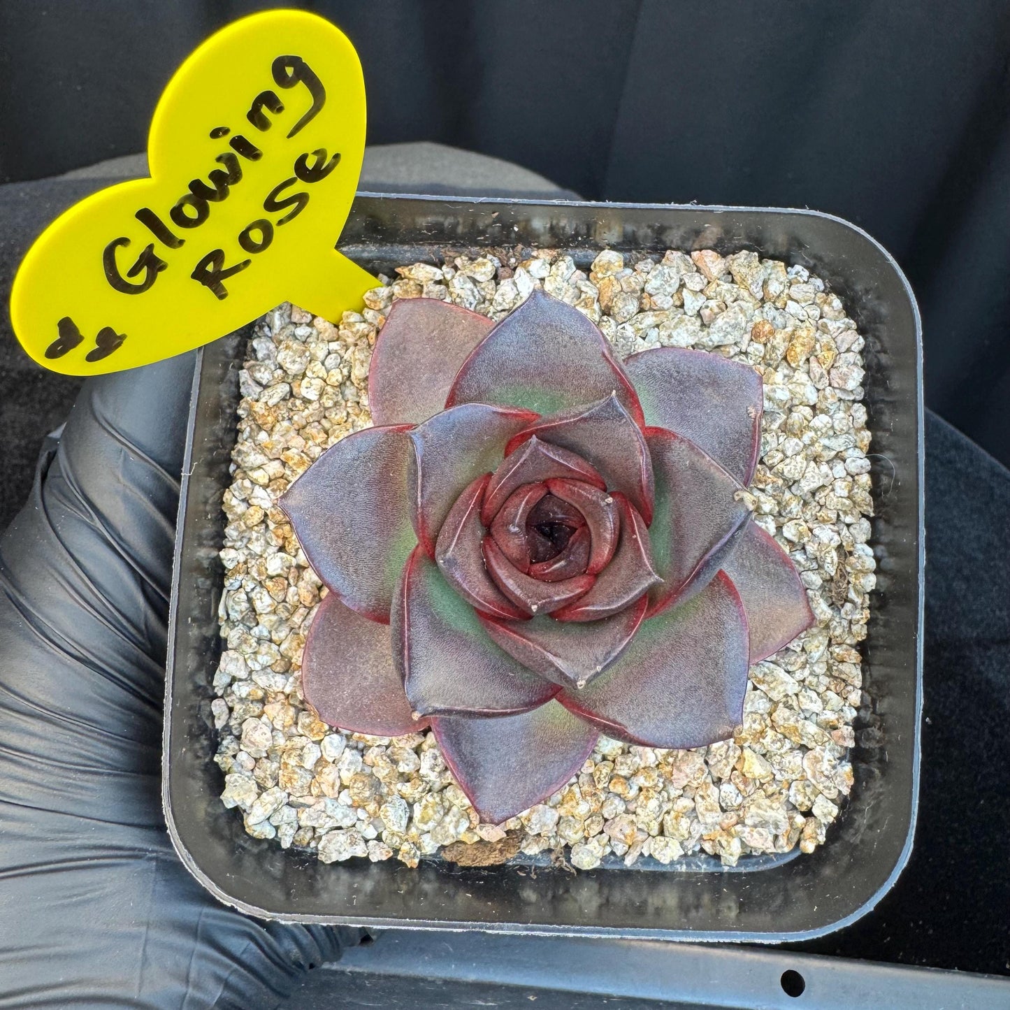 Echeveria ' glowing rose ', a single head , 2.5inches, I12