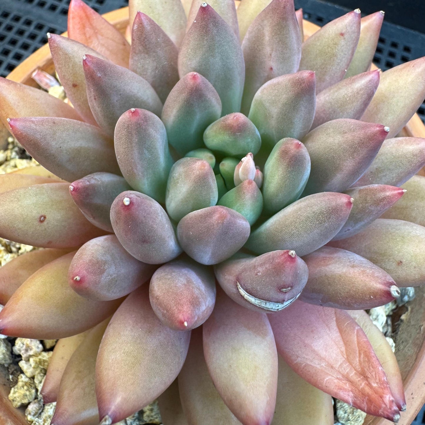 Echeveria ' YuJi ', single head, 4.2inches, I03