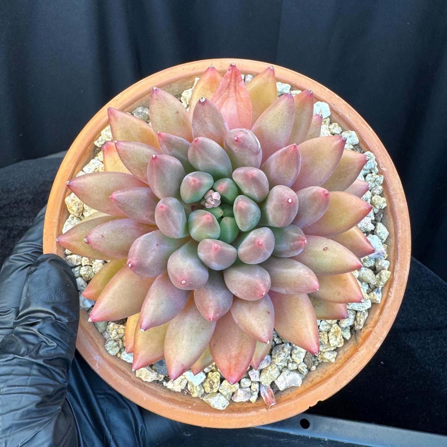 Echeveria ' YuJi ', single head, 4.2inches, I03
