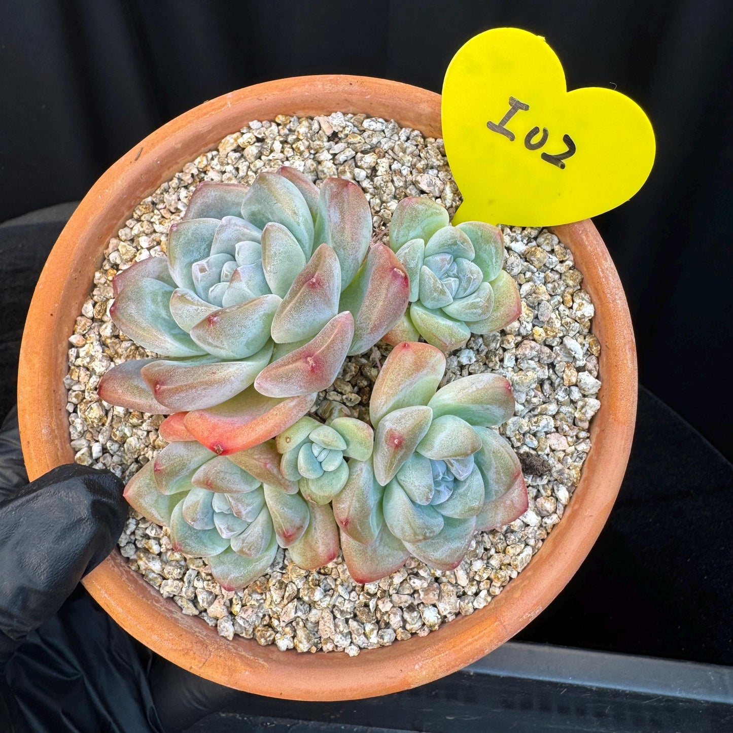 Echeveria ' Ice Green ' cluster, 3.4 inches, I02