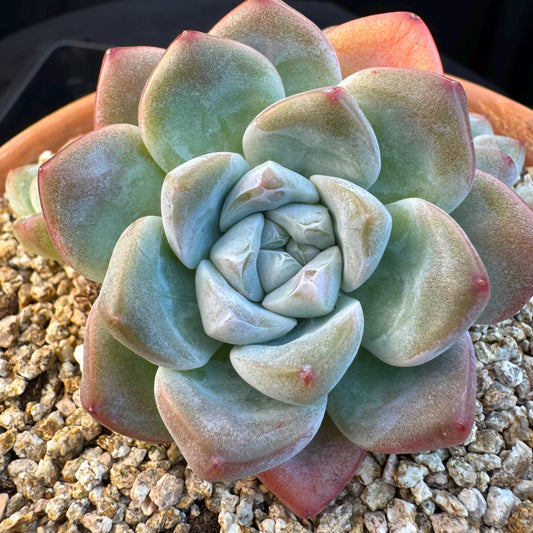 Echeveria ' Ice Green ' cluster, 3.4 inches, I02